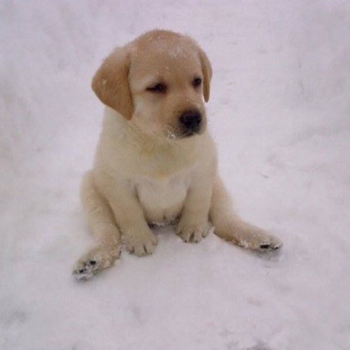 snowfall