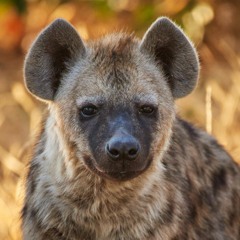 Hyena sound effect