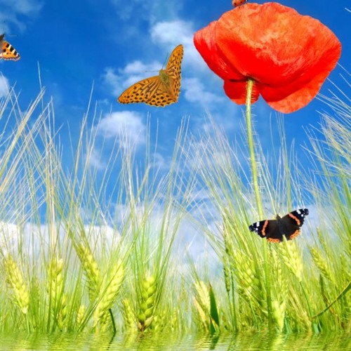 東京ディズニーランド background loop DOWNLOAD