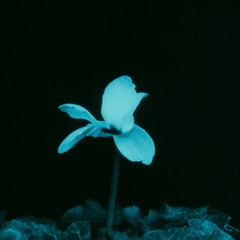BLOOMS