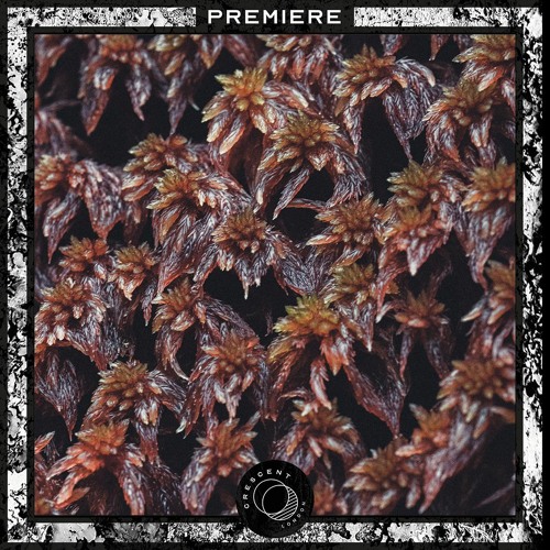 PREMIERE: Polygonia - Quisanea (Original Mix) [CODX001]