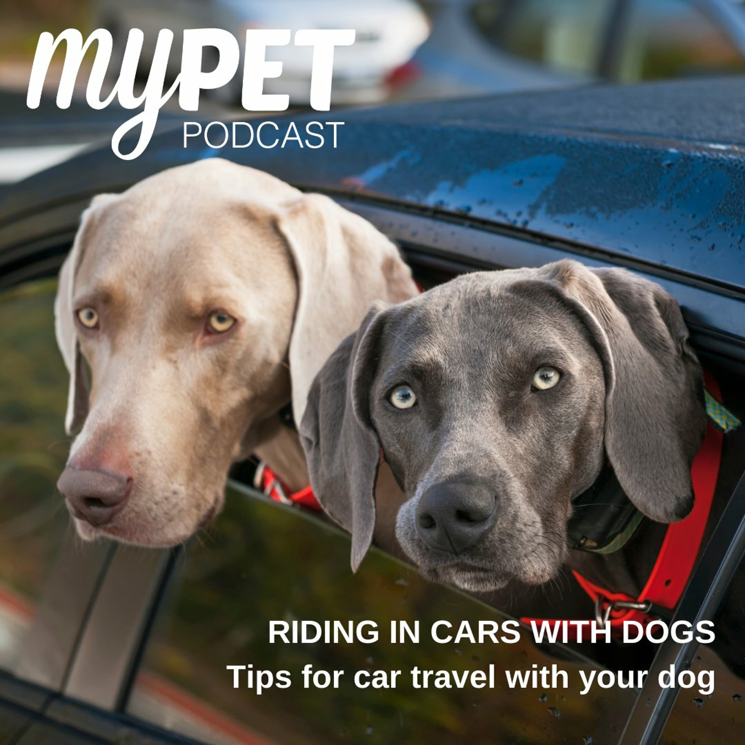 Riding In Cars With Dogs: Tips for car travel with your dog episode artwork