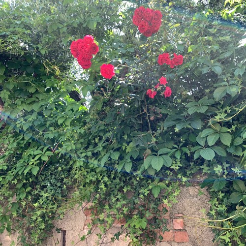 Stream coming.up.lavender__ Listen to roses bloom for you playlist