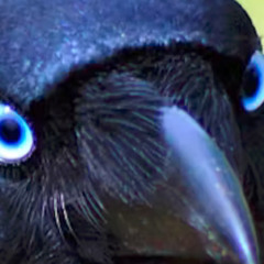 Crow