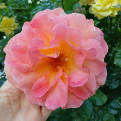 In Flowers we trust