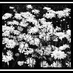 Toot Sweet Melody Petite