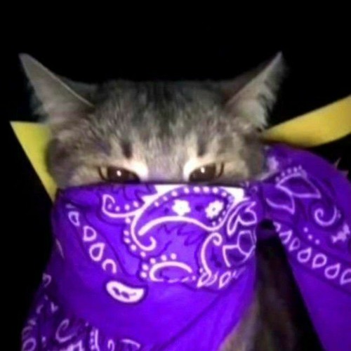 genimi - навсегда