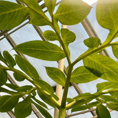 Greenhouse