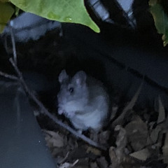 I Want Some Din Dins