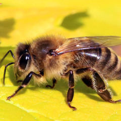 Bee Swarm