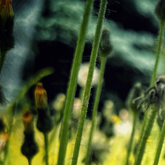 TheŞandyBank (Feat. Dusty, Jayden and Şunrise