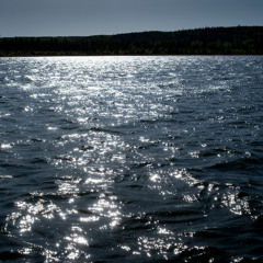 Asylum of Loons