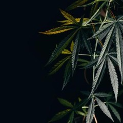 Funktionsweise von Cannabis Gentests
