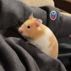 Bobika feat. Bull Moose