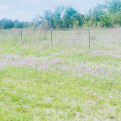 Wildflowers