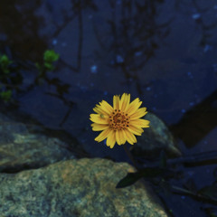 Jorge Ben Jor Chove Chuva Remix
