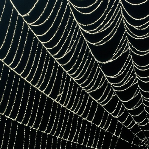 The Web of Life-stuck in the Matrix/break away-unplug-awaken