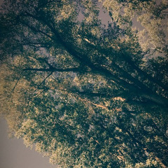 Canopy Ft. Rare Lotus