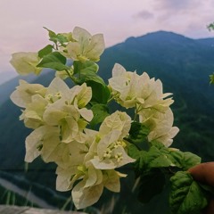 Lhayee_Bum___By_Sonam_Wangdi___Karma___New_Bhutanese_Song_2021___Tenini_Saya.mp3