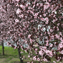 А мне сказали (Другое Время)