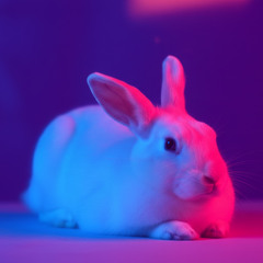 PSYPURPLE PSYTRANCE MINISET