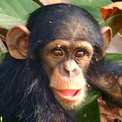 Aggressive Chimpanzee by John Orca