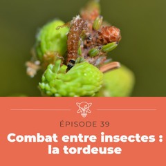 Qui peut bien se mesurer à la tordeuse des bourgeons de l’épinette?