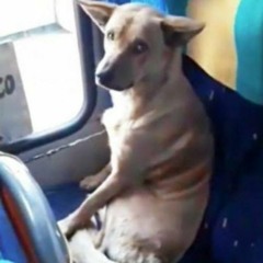 manda amor pra essa porra -  fuerza