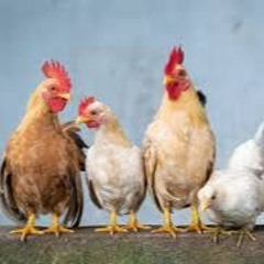 AnalogiC DistorsioN - ARRIBA EL GALLINERO