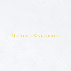 Amandra x Mattheis - Carapace (taken from the new album "Lettre Ouverte")