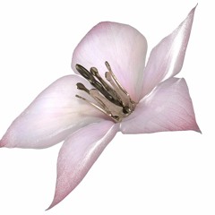 Aethervox / The Empty Tone (Instrumental)