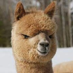 LobosVals ShurePG48Test Hybel