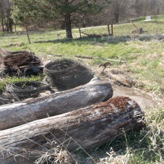 Me & Ole"Cottonwood Tree"