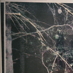 Deep in the Hundred Acre Woods