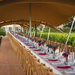 Pommard, le clos des Ursulines, July 2024 (Dancefloor)