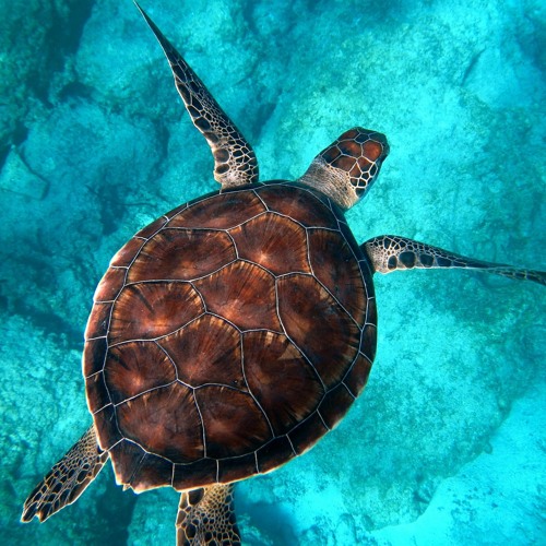 Tortoise
