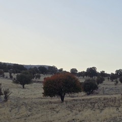 Dervish Amer, Davood - GelaVadarah