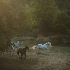 إنّ الأبرار لفِي نَعيم