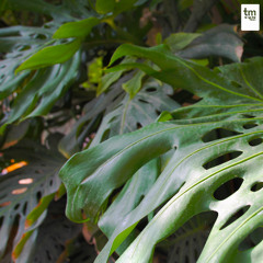 Fla.andrei, HBeat & Beto Braga - Leve