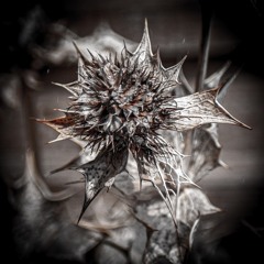 Stillborn Empire (NINlateralus rock Cover)