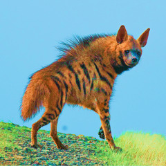 Kom Kom Soca Vibrations Radio