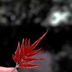 love is everything