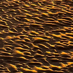 Un matin à Bray-Dunes