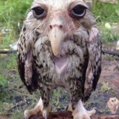 толстые пачки