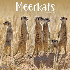 GET EBOOK ✓ 2023 Meerkats Wall Calendar by  Avonside Publishing Ltd PDF EBOOK EPUB KI