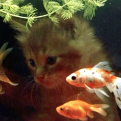 peces raros