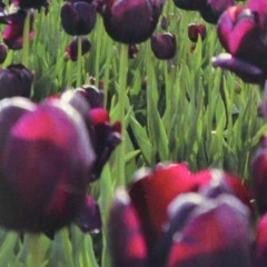 Black Tulips