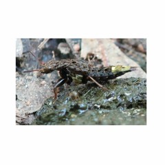 Another Disgusting And Foul Attempt At Permanently Uploading Psyche To Interneural Network