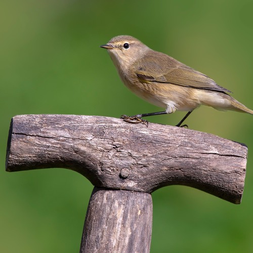 Double Chiffchaff Song - MixPre- 4389