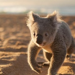 Our Most Loved Tunes From the Aussie Summer Downunder!!! - Choice Selection of Free Downloads!!!